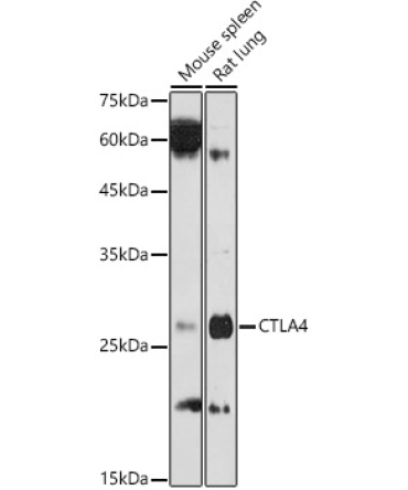 CD152/CTLA-4 Rabbit Polyclonal Antibody