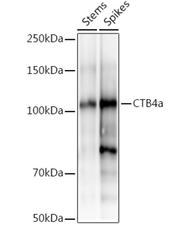 CTB4a Rabbit Polyclonal Antibody