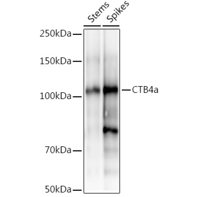CTB4a Rabbit Polyclonal Antibody