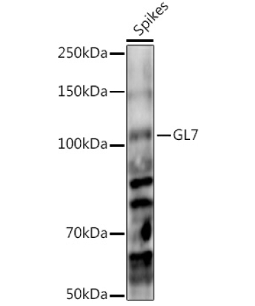 GL7 Rabbit Polyclonal Antibody