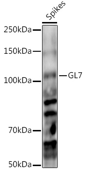 GL7 Rabbit Polyclonal Antibody