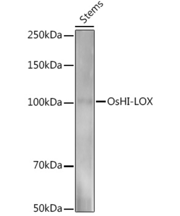 OsHI-LOX Rabbit Polyclonal Antibody