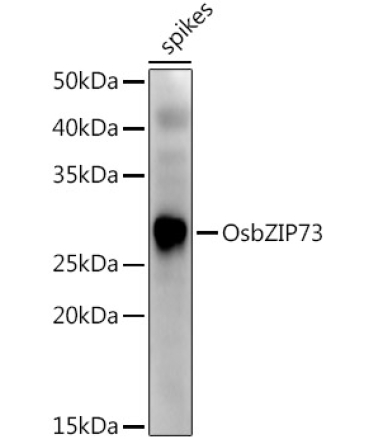 OsbZIP73 Rabbit Polyclonal Antibody