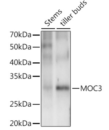 MOC3 Rabbit Polyclonal Antibody