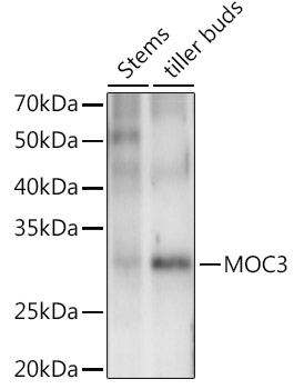 MOC3 Rabbit Polyclonal Antibody