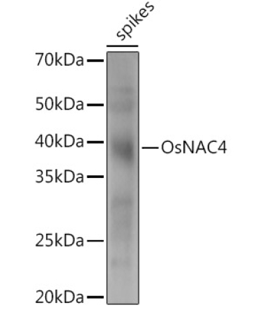 OsNAC4 Rabbit Polyclonal Antibody