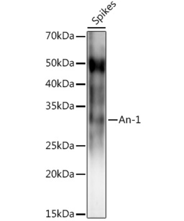 An-1 Rabbit Polyclonal Antibody