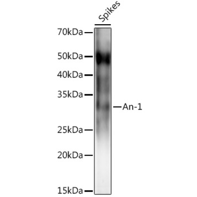 An-1 Rabbit Polyclonal Antibody