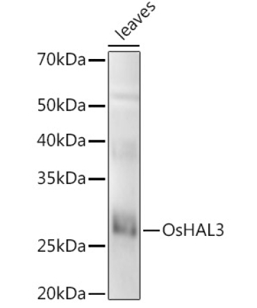 OsHAL3 Rabbit Polyclonal Antibody