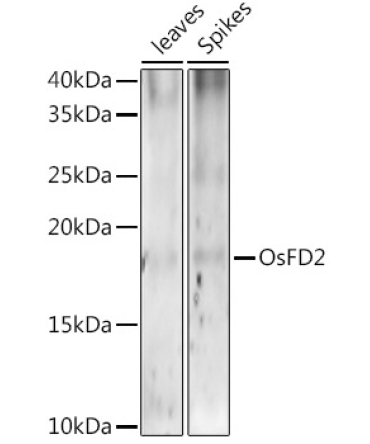 OsFD2 Rabbit Polyclonal Antibody
