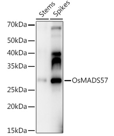 OsMADS57 Rabbit Polyclonal Antibody