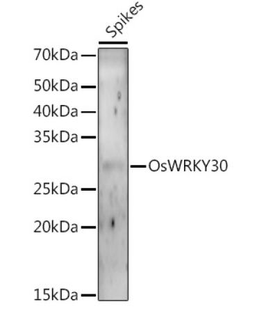 OsWRKY30 Rabbit Polyclonal Antibody