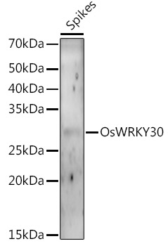 OsWRKY30 Rabbit Polyclonal Antibody