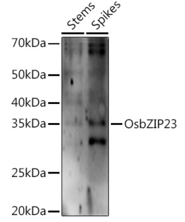 OsbZIP23 Rabbit Polyclonal Antibody