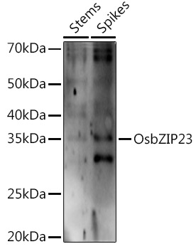 OsbZIP23 Rabbit Polyclonal Antibody