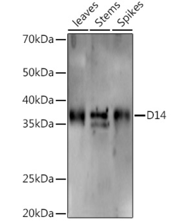 D14 Rabbit Polyclonal Antibody