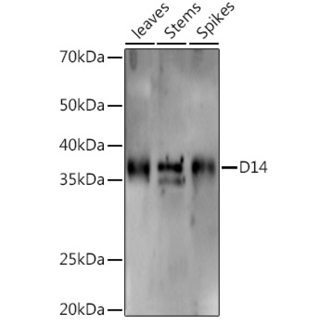 D14 Rabbit Polyclonal Antibody