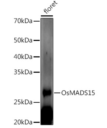 OsMADS15 Rabbit Polyclonal Antibody