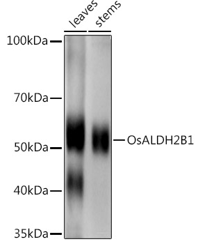 OsALDH2B1 Rabbit Polyclonal Antibody