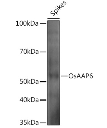 OsAAP6 Rabbit Polyclonal Antibody