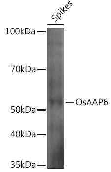 OsAAP6 Rabbit Polyclonal Antibody