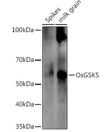OsGSK5 Rabbit Polyclonal Antibody