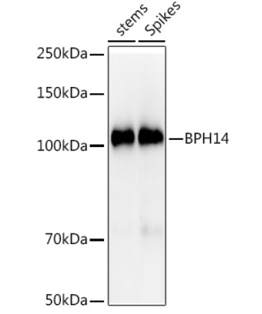 BPH14 Rabbit Polyclonal Antibody