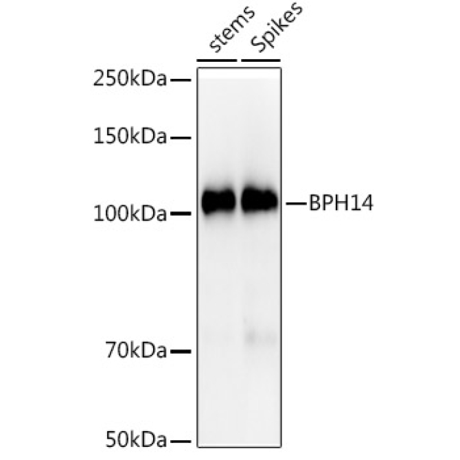 BPH14 Rabbit Polyclonal Antibody