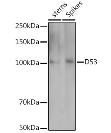 D53 Rabbit Polyclonal Antibody
