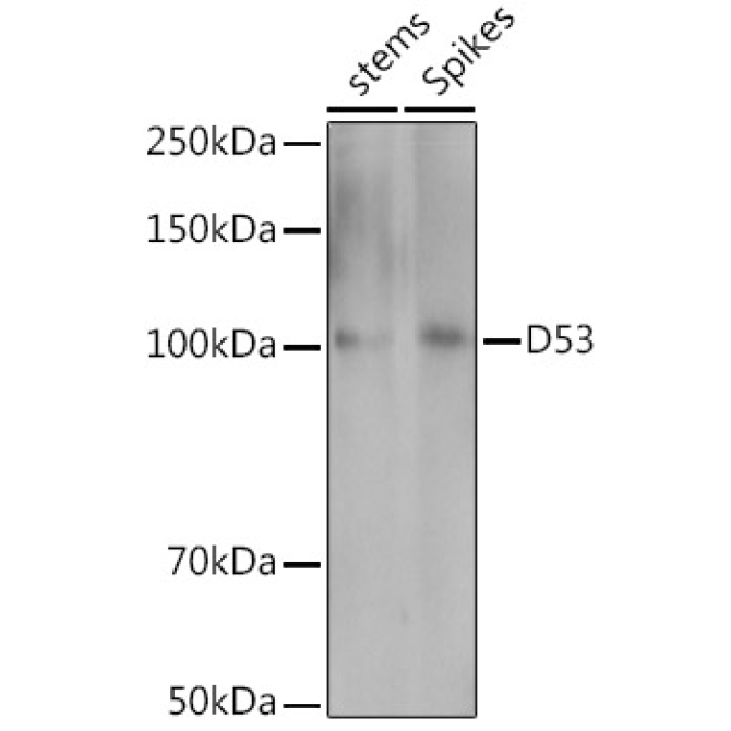 D53 Rabbit Polyclonal Antibody