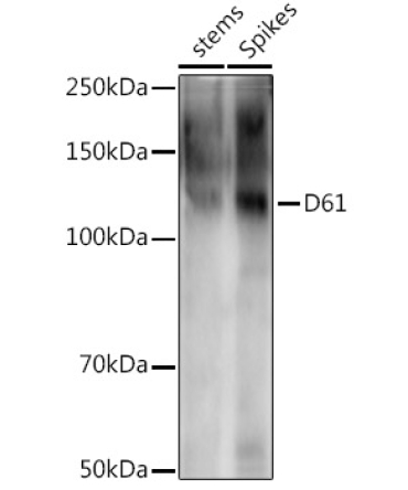 D61 Rabbit Polyclonal Antibody