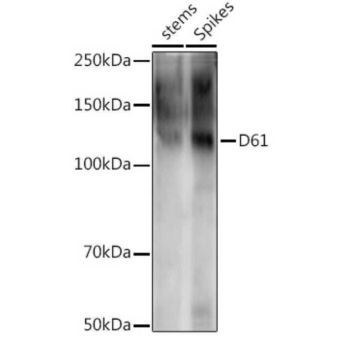 D61 Rabbit Polyclonal Antibody