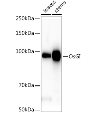OsGI Rabbit Polyclonal Antibody