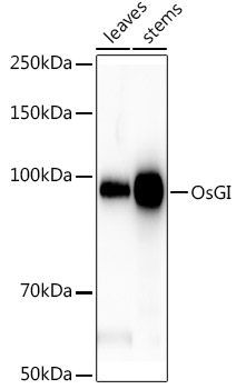 OsGI Rabbit Polyclonal Antibody