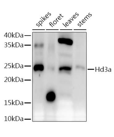 Hd3a Rabbit Polyclonal Antibody