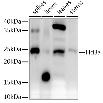 Hd3a Rabbit Polyclonal Antibody