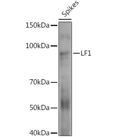LF1 Rabbit Polyclonal Antibody