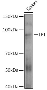 LF1 Rabbit Polyclonal Antibody
