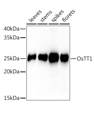 OsTT1 Rabbit Polyclonal Antibody