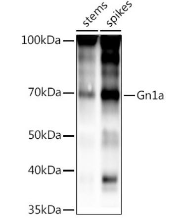 Gn1a Rabbit Polyclonal Antibody