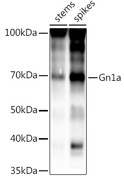 Gn1a Rabbit Polyclonal Antibody