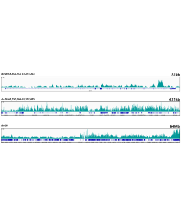 MonoMethyl-Histone H3-K18 Rabbit Monoclonal Antibody