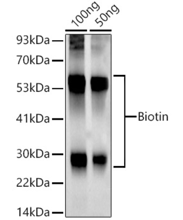 Biotin Rabbit Monoclonal Antibody