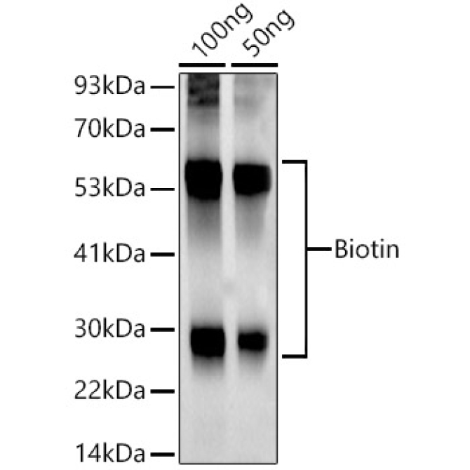 Biotin Rabbit Monoclonal Antibody