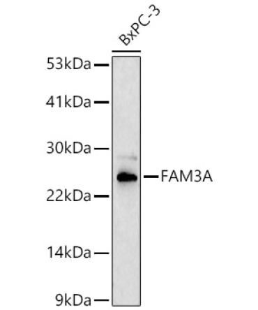 FAM3A Rabbit Polyclonal Antibody