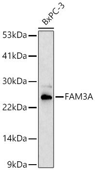 FAM3A Rabbit Polyclonal Antibody
