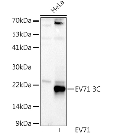 EV71 3C Rabbit Polyclonal Antibody
