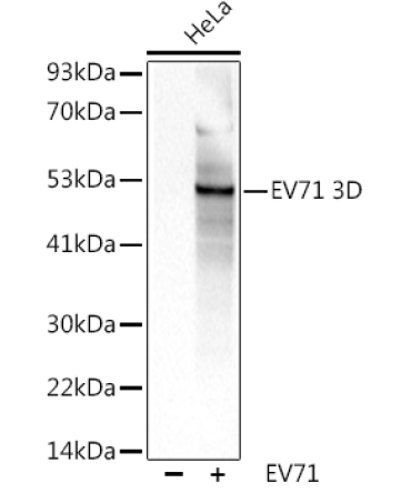 EV71 3D Rabbit Polyclonal Antibody
