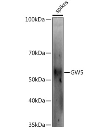 GW5 Rabbit Polyclonal Antibody