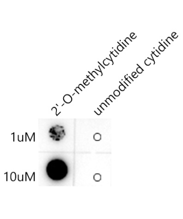 2'-O-methylcytidine/ Cm Rabbit Monoclonal Antibody